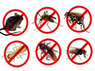 茲卡肆虐 消費者報導公布最有效防蚊液