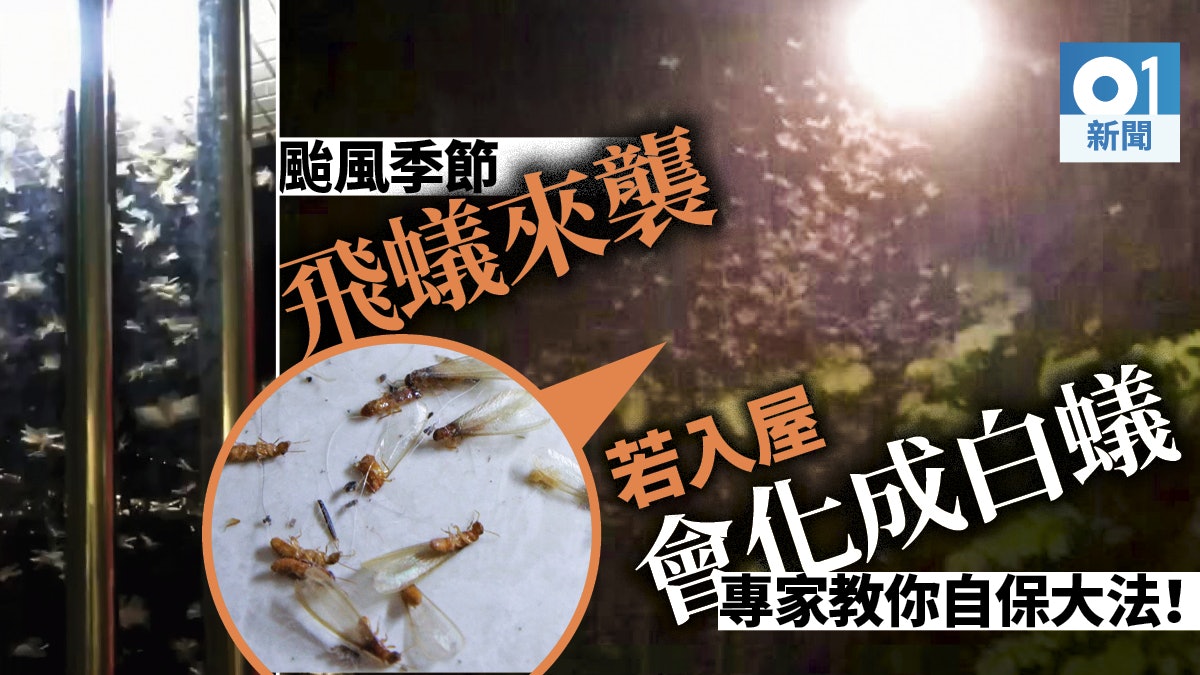 【實用手冊】飛蟻兵團趁雨季傾巢而出　專家教簡單自製保護罩防襲