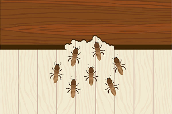 墨爾本受白蟻侵害房屋增加 購房需小心