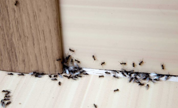 3防蟲秘招自己來　蚊子蟑螂螞蟻跑光光