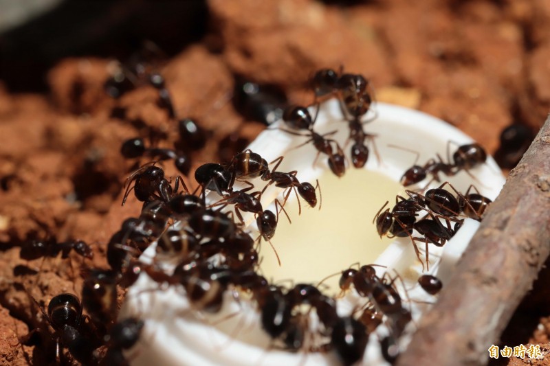 網路販售23種外來種螞蟻 防檢局憂危害生態