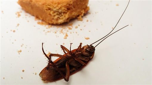 砂糖＋蘇打粉成功誘殺蟑螂　昆蟲專家：別高興得太早！