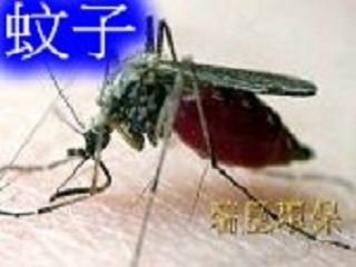 為什麼蚊子總愛叮你？研究揭因 兩種人